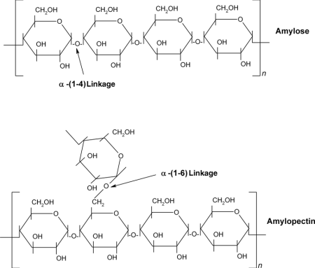 starch-with-amylose-and-amylopectin-structure